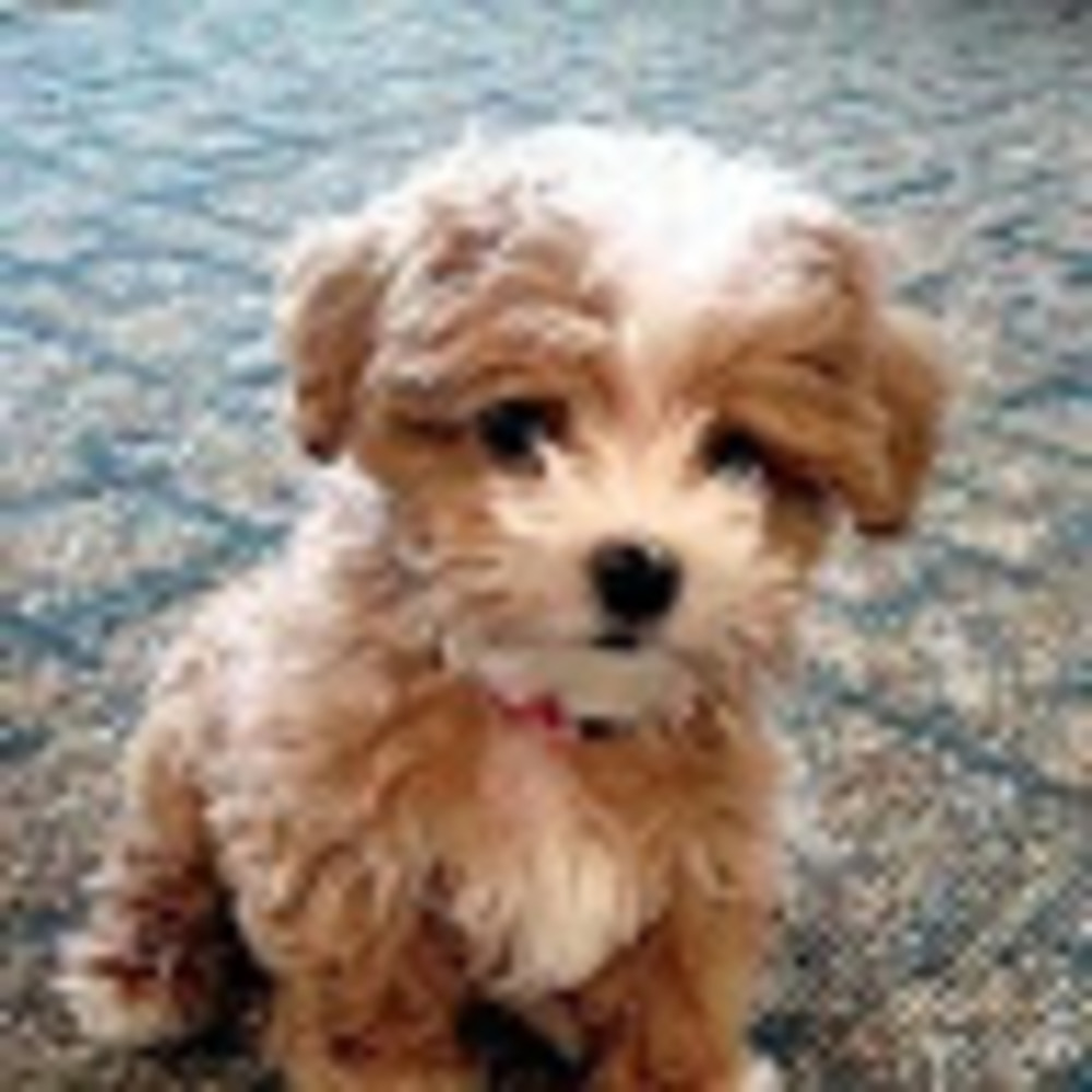 Meet your Posher, Florida